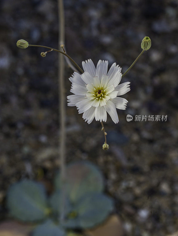 白花蓟马(Atrichoseris platyphylla)，俗称烟草杂草、降落伞植物和沙砾鬼，在加州死亡谷国家公园被发现。菊科。